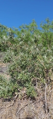 Spinoliva ilicifolia