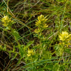 Castilleja martini martini