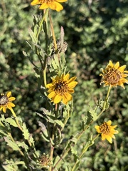 Helianthus ciliaris