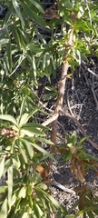 Spinoliva ilicifolia