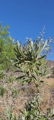 Spinoliva ilicifolia