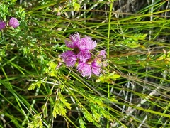 Melaleuca thymifolia