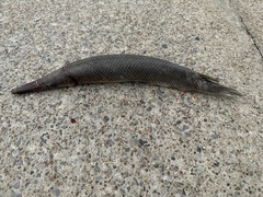 Lepisosteus oculatus