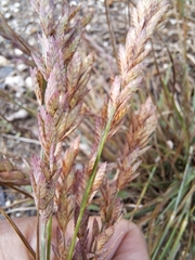 Eragrostis secundiflora