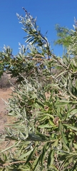 Spinoliva ilicifolia