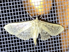 Herpetogramma aeglealis