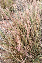 Eragrostis secundiflora
