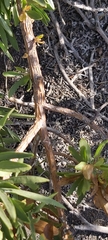 Spinoliva ilicifolia