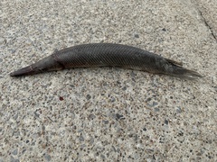 Lepisosteus oculatus