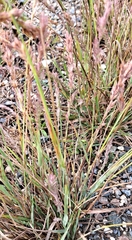 Eragrostis secundiflora