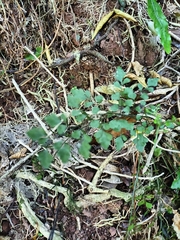 Asplenium hookerianum