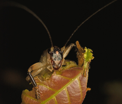 Gryllacrididae