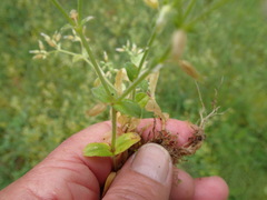 Cerastium glomeratum