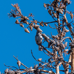 Junco hyemalis caniceps