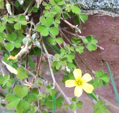 Oxalis exilis