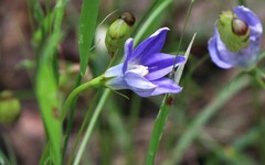 Wahlenbergia gracilis