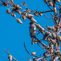 Junco hyemalis caniceps