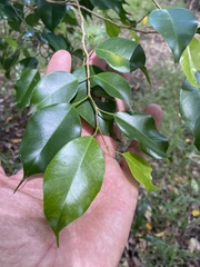 Ficus benjamina