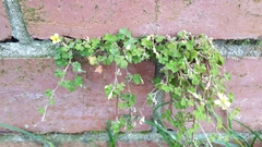 Oxalis exilis