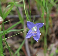 Wahlenbergia gracilis