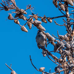 Junco hyemalis caniceps