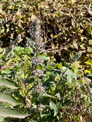 Lamiaceae
