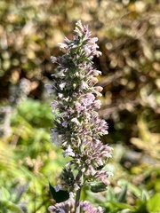 Lamiaceae