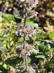 Lamiaceae