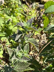 Lamiaceae