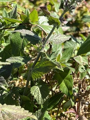 Lamiaceae
