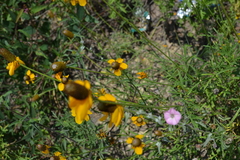 Ratibida coahuilensis