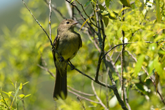 Elaenia sordida