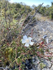 Rosa transmorrisonensis
