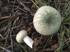 Russula parvovirescens