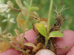 Cerastium glomeratum