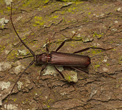 Xystrocera virescens