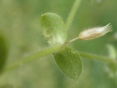 Cerastium glomeratum