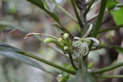 Clermontia parviflora