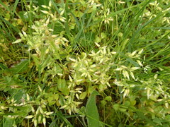 Cerastium glomeratum