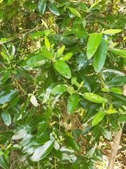Alphitonia excelsa