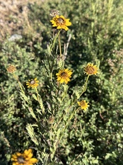 Helianthus ciliaris