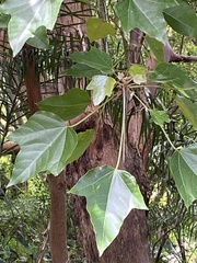 Aleurites moluccanus