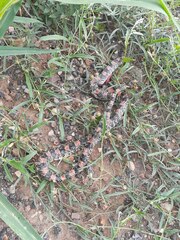 Rhinocheilus lecontei