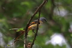 Pericrocotus cinnamomeus