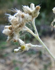 Pseudognaphalium thermale