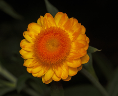 Xerochrysum bracteatum