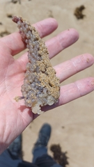 Clavelina moluccensis