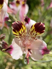 Alstroemeria pulchra