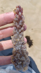 Clavelina moluccensis