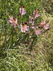 Alstroemeria pulchra